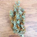 thumb of White Widow X Northern Lights Feminized by WeedSeedsExpress grown by BudBrewerz
