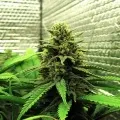 thumb of Zkittlez Auto by WeedSeedsExpress grown by Carcass