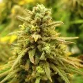 thumb of Zkittlez Auto by WeedSeedsExpress grown by Carcass