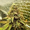 thumb of Zkittlez Auto by WeedSeedsExpress grown by Carcass