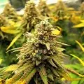 thumb of Zkittlez Auto by WeedSeedsExpress grown by Carcass