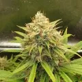 thumb of Zkittlez Auto by WeedSeedsExpress grown by Mosquito_Haarlem_Holland