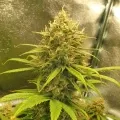 thumb of Zkittlez Auto by WeedSeedsExpress grown by Mosquito_Haarlem_Holland