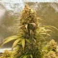 thumb of Zkittlez Auto by WeedSeedsExpress grown by Mosquito_Haarlem_Holland
