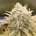 thumb of Zkittlez Auto by WeedSeedsExpress grown by Mosquito_Haarlem_Holland