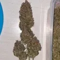 thumb of Zkittlez Auto by WeedSeedsExpress grown by Mosquito_Haarlem_Holland