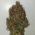 thumb of Zkittlez Auto by WeedSeedsExpress grown by Mosquito_Haarlem_Holland