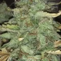 thumb of Zkittlez Auto by WeedSeedsExpress grown by danger90946
