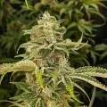 thumb of Zkittlez Feminized by WeedSeedsExpress grown by WSE