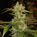 thumb of Zkittlez Feminized by WeedSeedsExpress grown by WSE