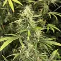 thumb of Island Sweet Skunk Feminized by WeedSeedsExpress grown by WSE
