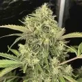 thumb of Island Sweet Skunk Feminized by WeedSeedsExpress grown by WSE