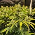 thumb of Sour Tsunami CBD by WeedSeedsExpress grown by WSE
