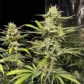 thumb of Sour Tsunami CBD by WeedSeedsExpress grown by WSE