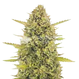 thumb of Acapulco Gold plant