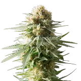 thumb of AK-48 plant