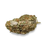 thumb of Black Domina bud