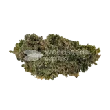 thumb of CBD Candida Bud