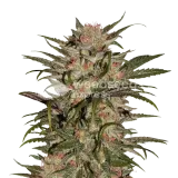 thumb of CBD Zkittlez Plant