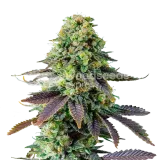 thumb of Chemdawg Plant