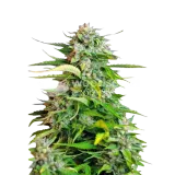 thumb of Critical plant