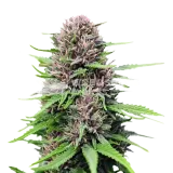 thumb of Critical Purple plant