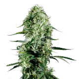 thumb of Ghost Train Haze plant