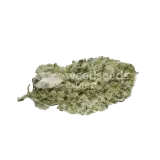 thumb of Larry OG Bud