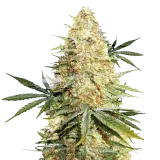 thumb of Legend OG Plant