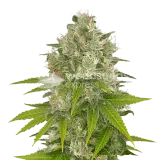 thumb of Power Kush plant