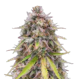 thumb of RS11 Rainbow Sherbert 11 Plant