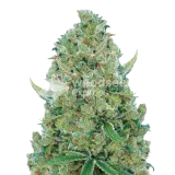 thumb of White Rhino Feminized