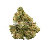 thumb of XJ-13 Bud