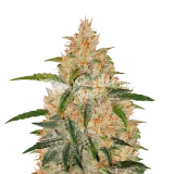 thumb of Zkittlez plant