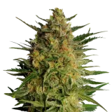 AK-47