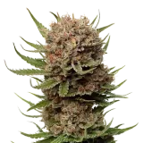 Black Domina