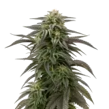 Blue Cheese