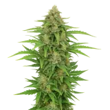 CBD Kush Auto