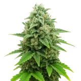 CBD White Widow Auto