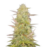 Chronic