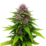 Critical Purple Auto