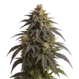 Do-si-Dos Auto