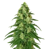 Girl Scout Cookies Auto