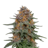 Granddaddy Purple Auto