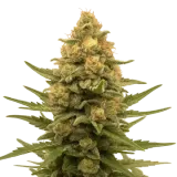 Lemon Auto