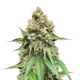 Northern Lights X Big Bud