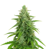 OG Kush Auto