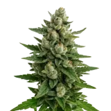 Skywalker OG Auto
