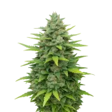 Sour Diesel Auto