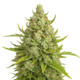 Super Lemon Haze Auto